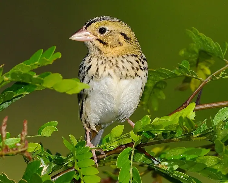 Henslow's Sparrow, Photo by Dave Hawkins