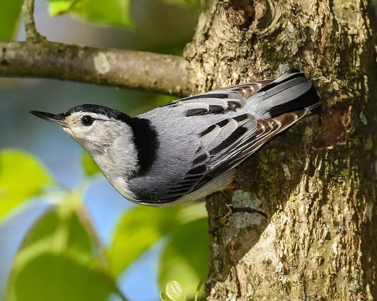 White-breasted Nuthatch, Photo by Thomas Blevins