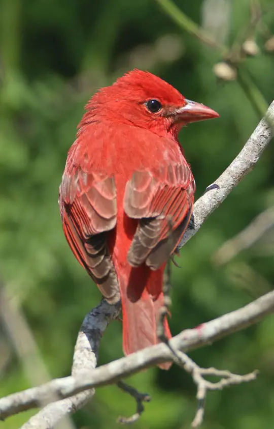 Summer Tanager: Photo by Ken Oeser Summer Tanager: Photo by Ken Oeser
