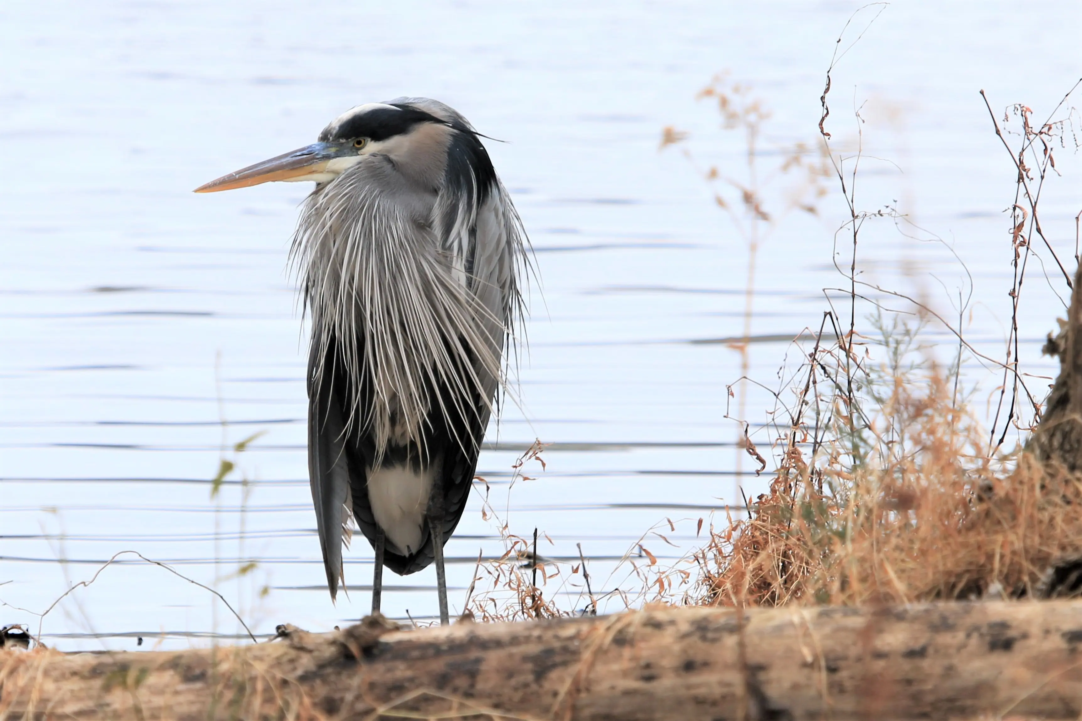 DeanaByrnesGreatBlueHeronRadnorLake123017 Great Blue Heron by Deana Byrnes