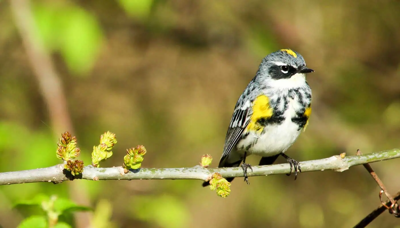 Yellow Rumped Warbler