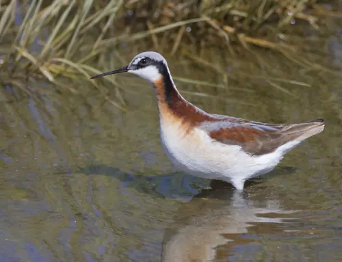 Documenting Rare Birds