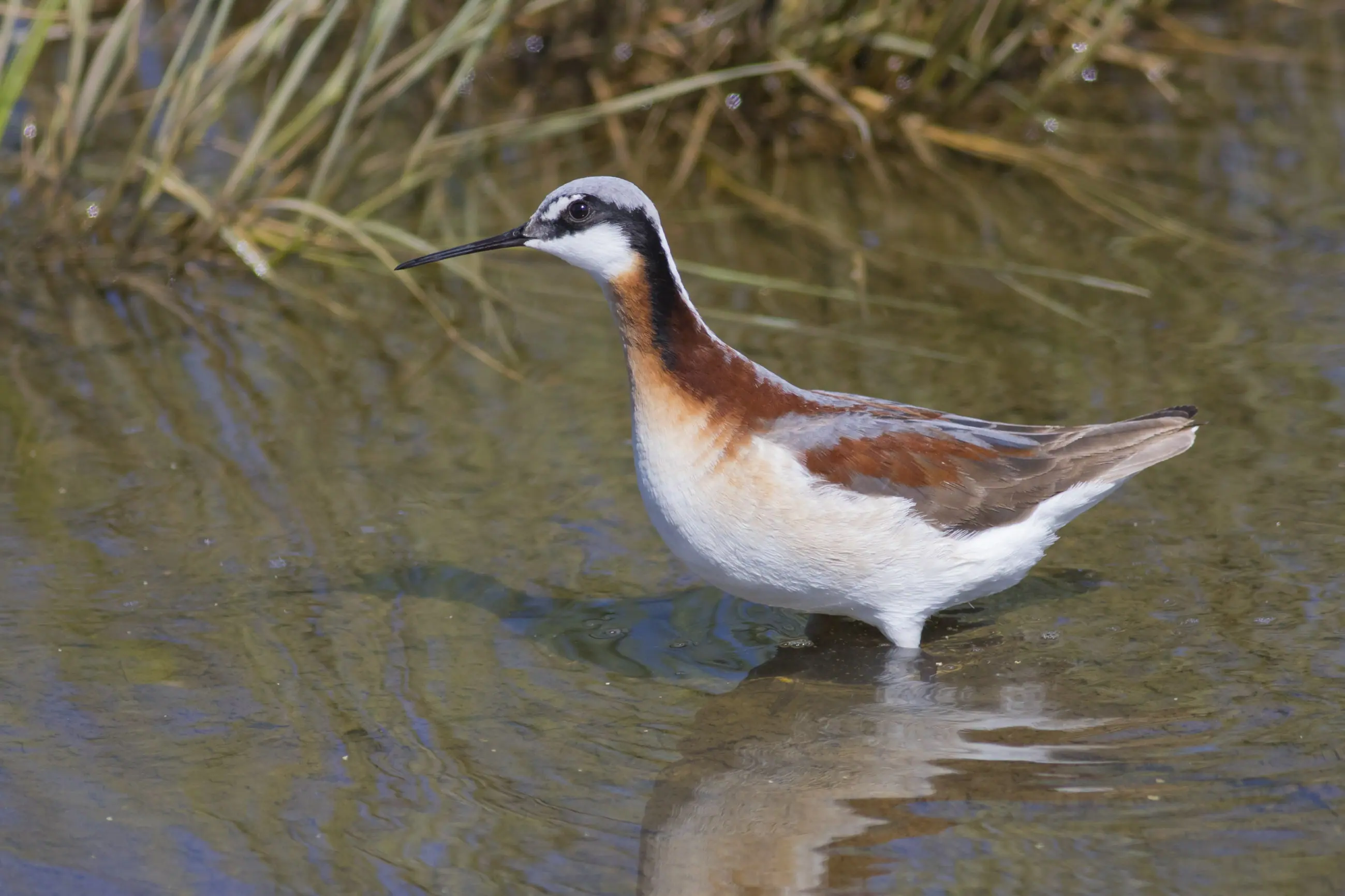 Wilson's Phalarope photo by Michael Todd