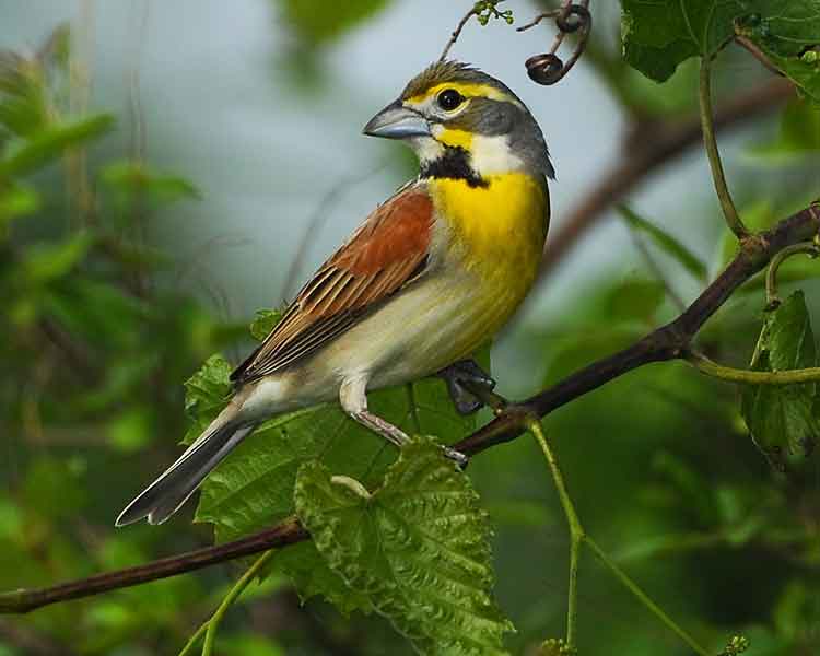 Dickcissel by Dave Hawkins