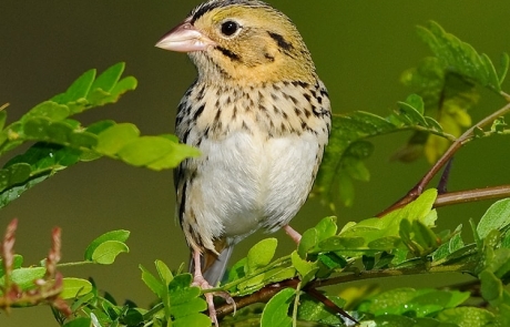 Henslow's Sparrow by David Hawkins
