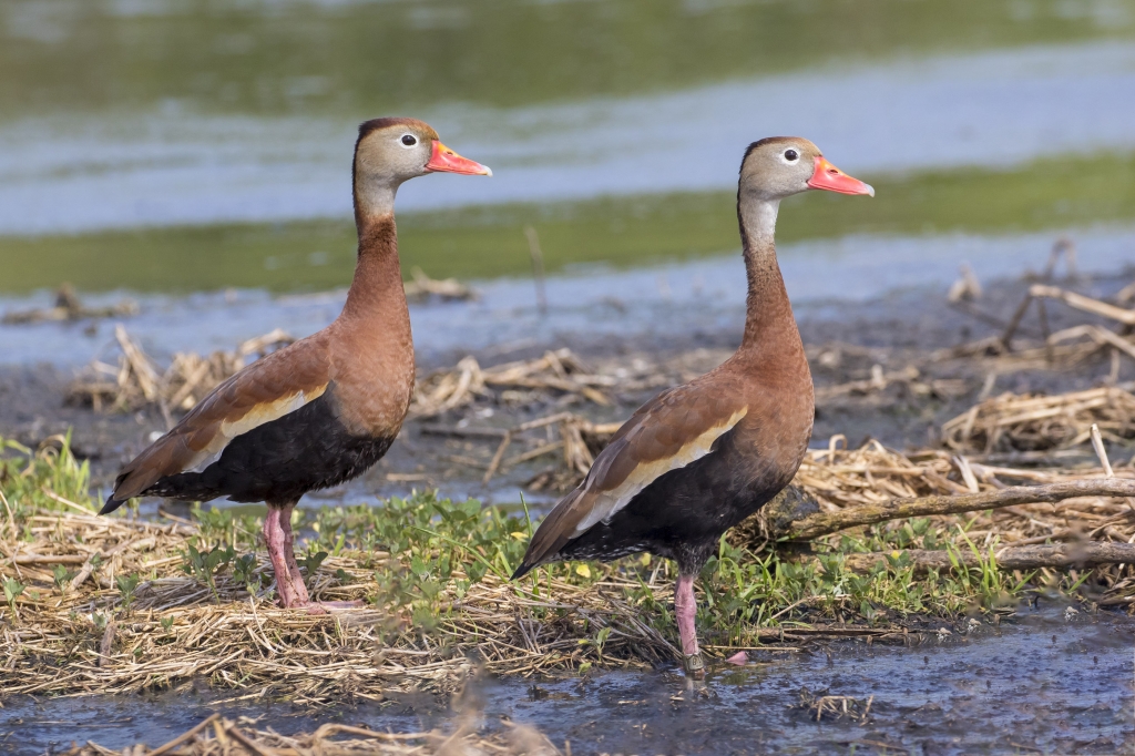 Conservation Policy Committee - Tennessee Ornithological Society