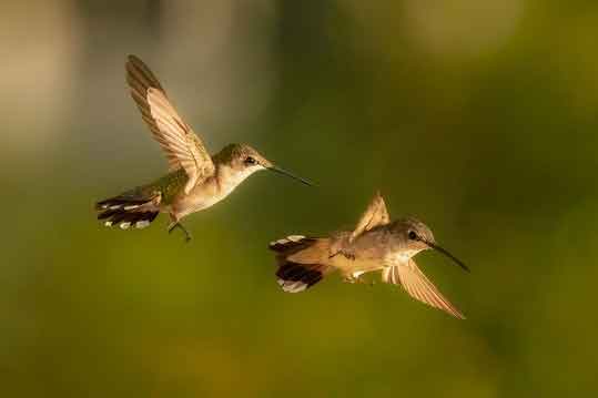 Hummingbirds