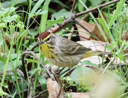 Tennessee Warbler August 2026