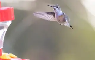 Black-chinned Hummingbird Mike Todd
