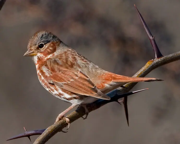 Fox Sparrow by Dave Hawkins