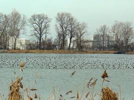 Ducks at Allen Fossil Plant Photo by John Walko Ducks at Allen Fossil Plant Photo by John Walko