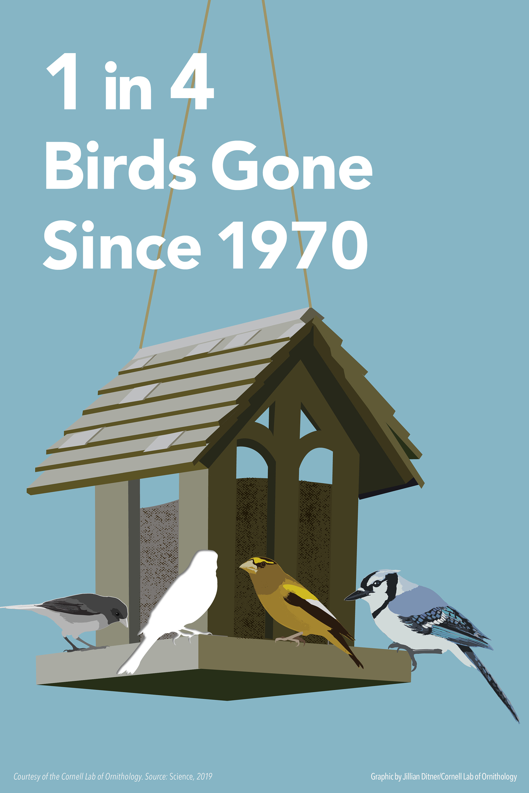 1 in 4 Birds Gone Infographic Courtesy of Cornell Lab of Ornithology Graphic Courtesy of Cornell Lab of Ornithology