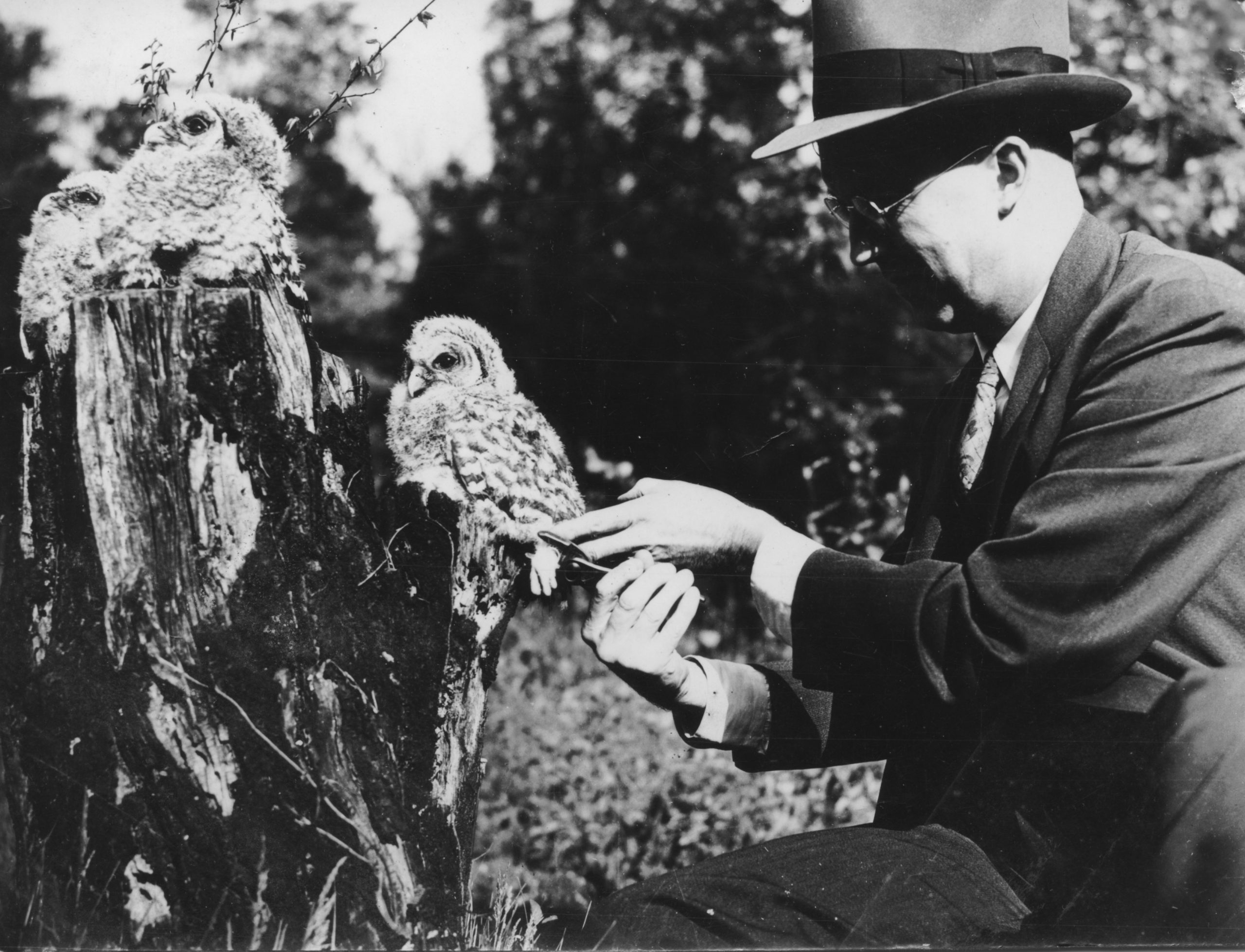 History Bill Johnson & Owl