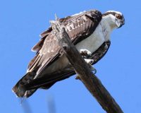 Osprey photo by Cyndi Routledge