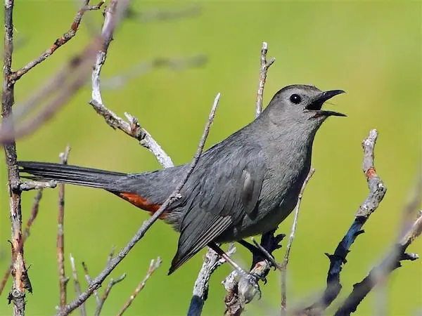 Gray Catbird