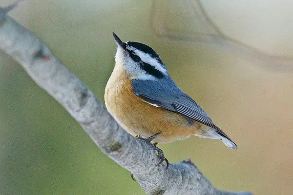 Red-breasted Nuthatch