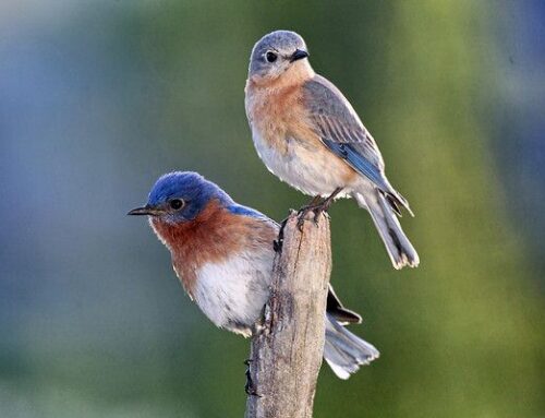 ACTION ALERT – RECOVERING AMERICA’S WILDLIFE ACT –