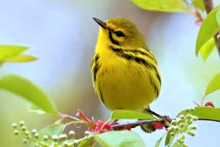 Prairie Warbler - Photo by 