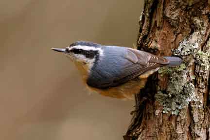 Red-Breasted-Nuthatchsm