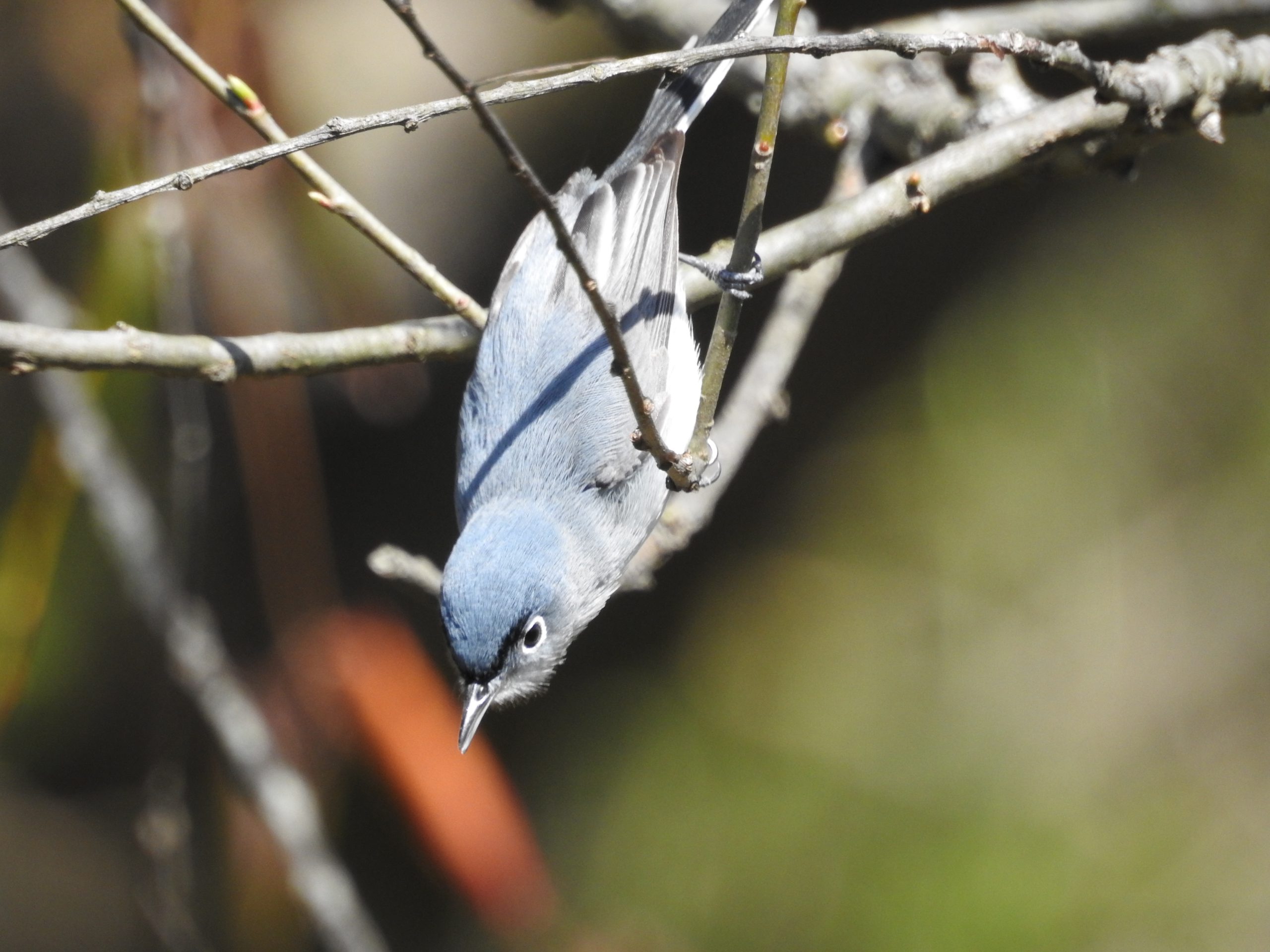 Blue-gray Gnatcatcher