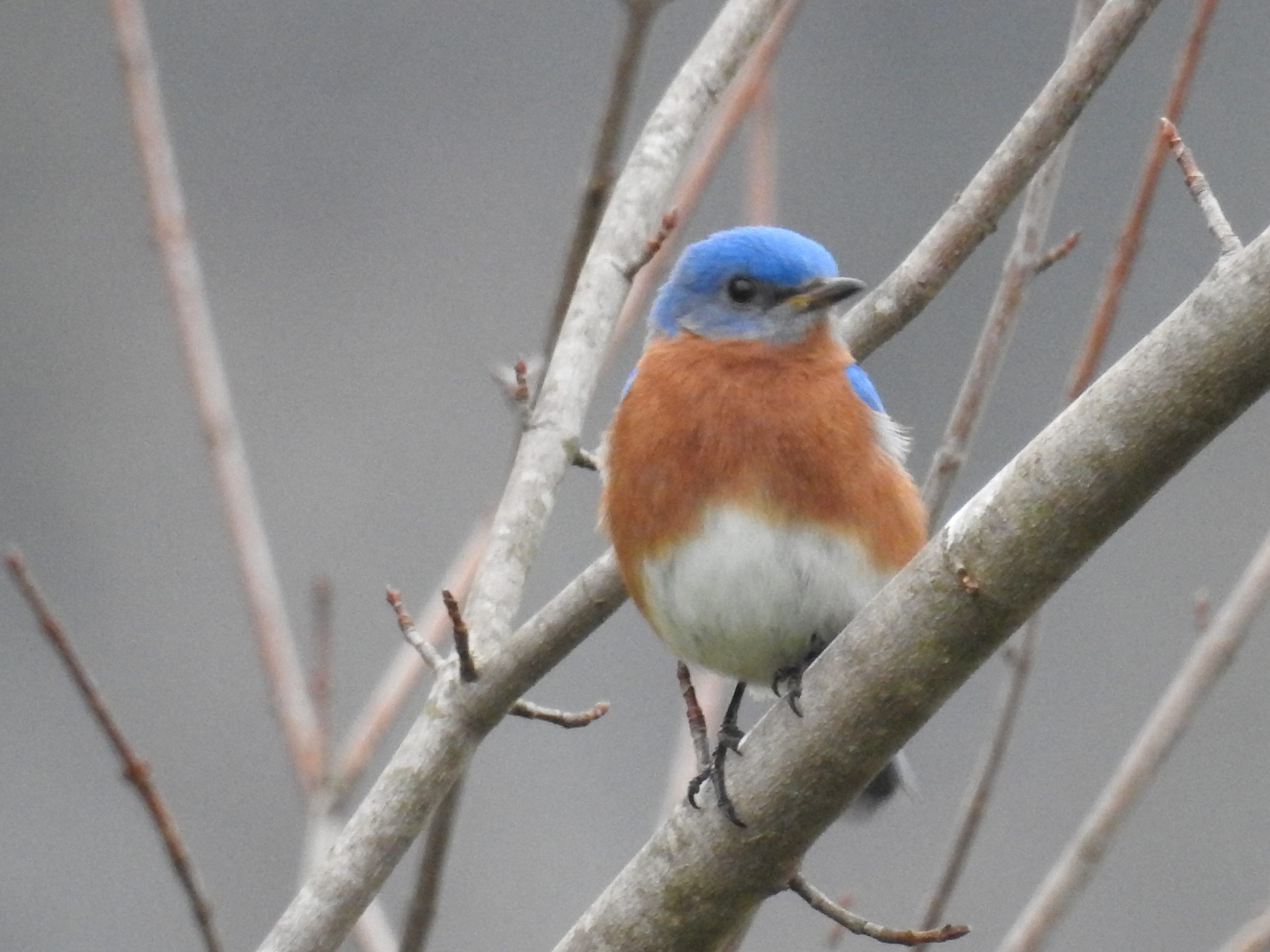 Eastern Bluebird by Deb Campbell