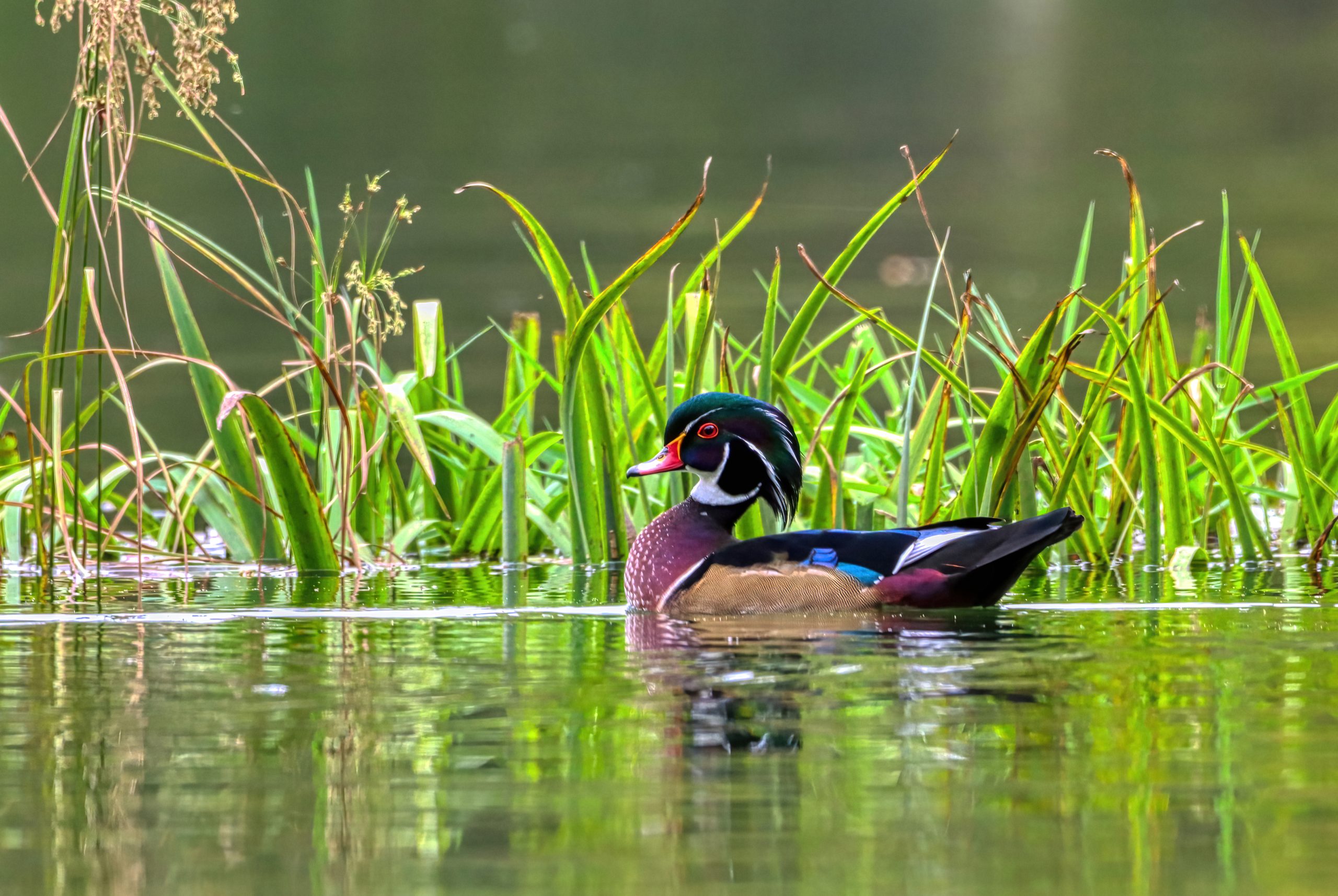 Wood Duck Male by Ryan Rice
