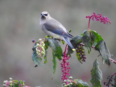 Cedar Waxwing