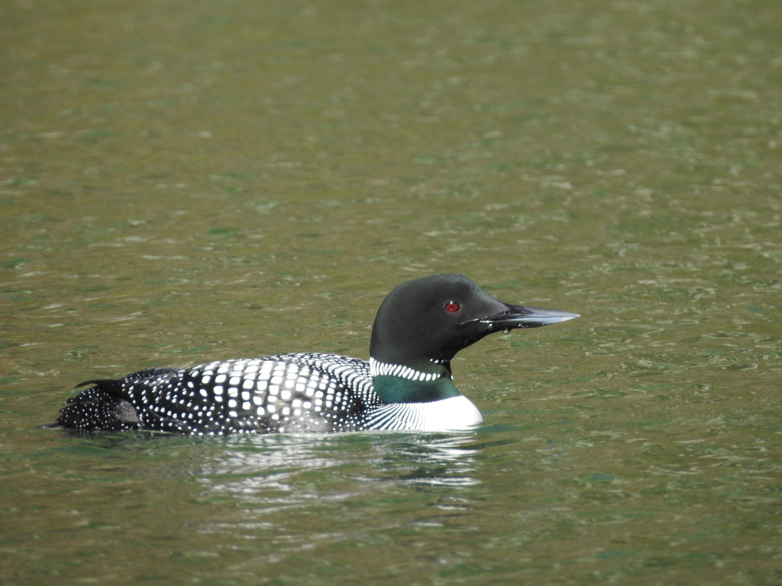 Common Loon Photo by Deb Campbell