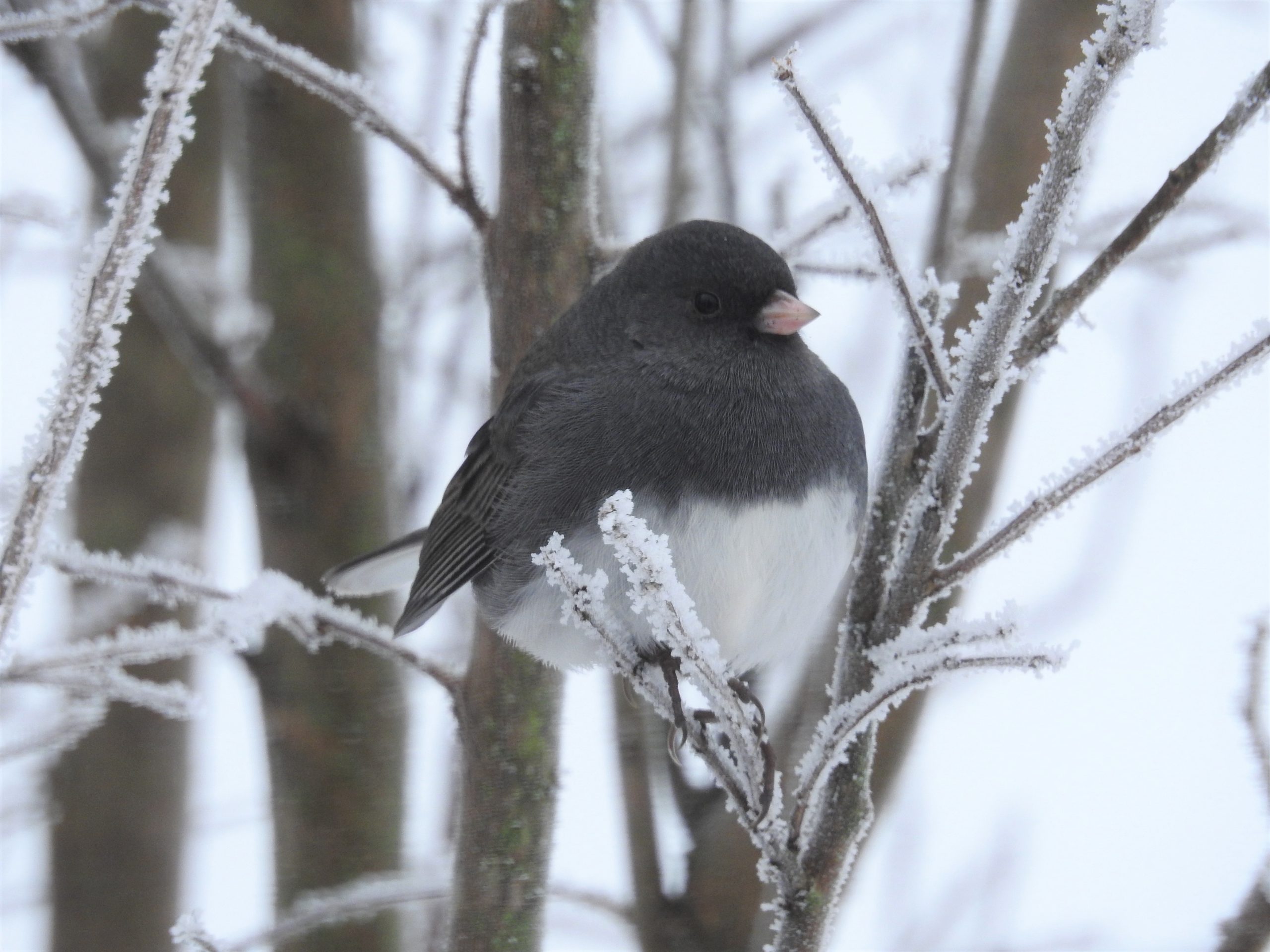 Dark Eyed Junco by Deb Campbell