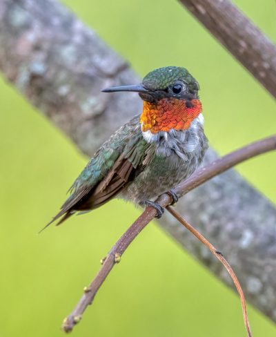 Ruby-throated Hummingbird