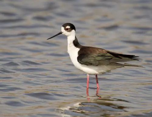Colonial Waterbird Survey – We need your help!