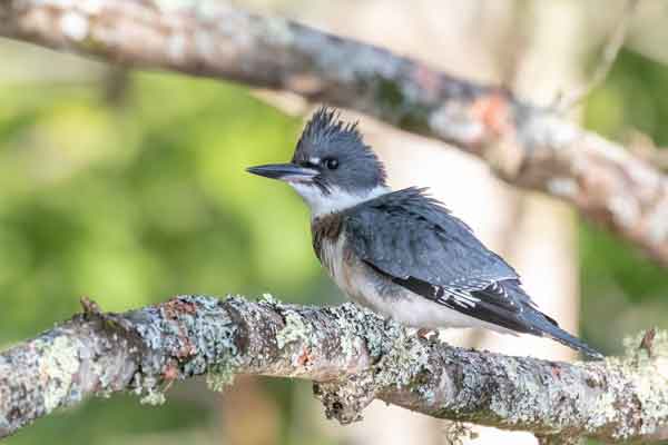 Belted Kingfisher Photo by David ConnieIrick