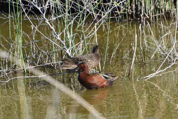 Cinnamon Teal Photo by Jean Potter