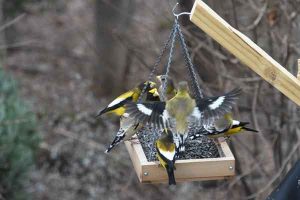 Elizabethton_EveningGrosbeaks_JeanPotter Evening Grosbeaks Photo by Jean Potter