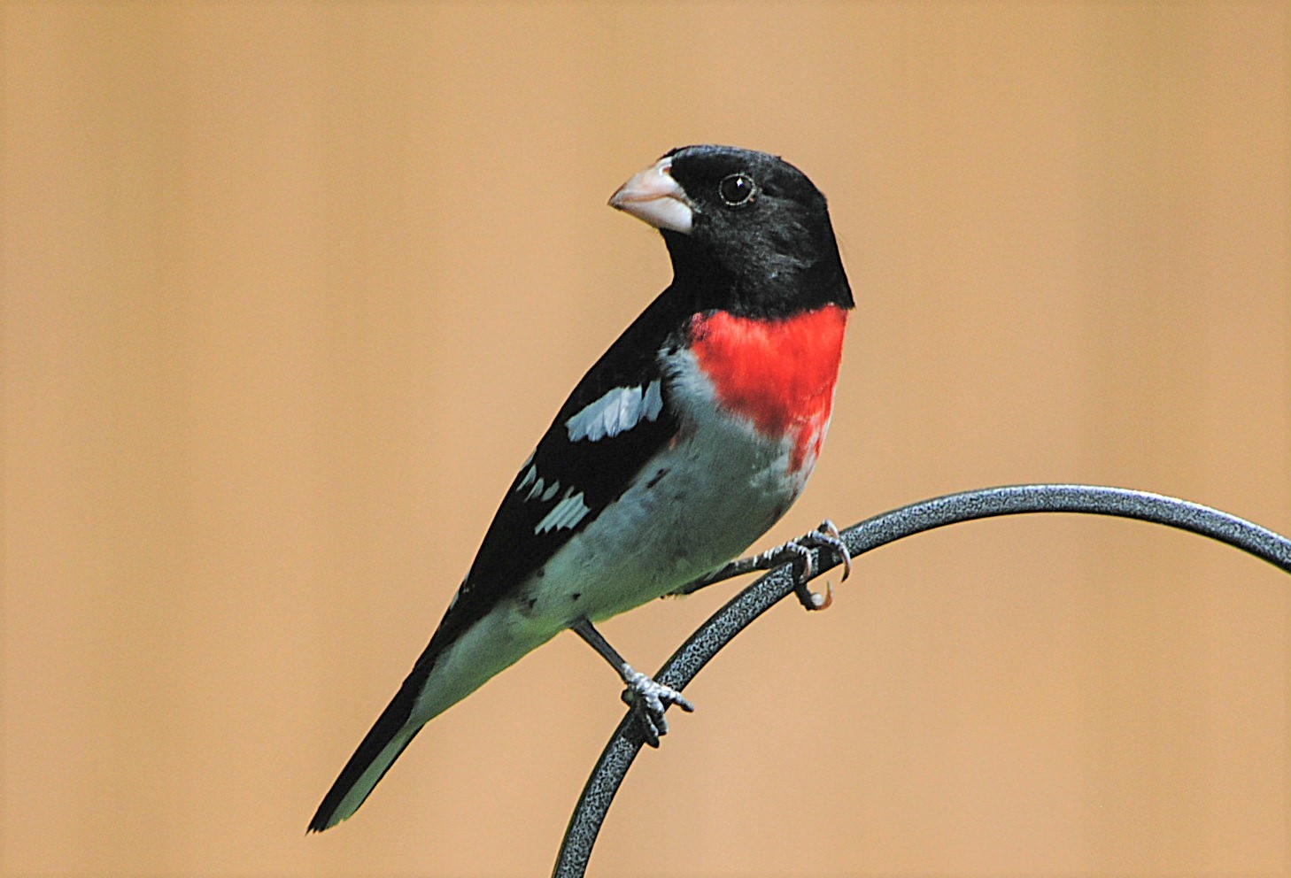 Hugh B Rose Breasted grosbeak Rose-breasted Grosbeak