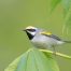 Golden-winged Warbler photo by David and Connie Irick