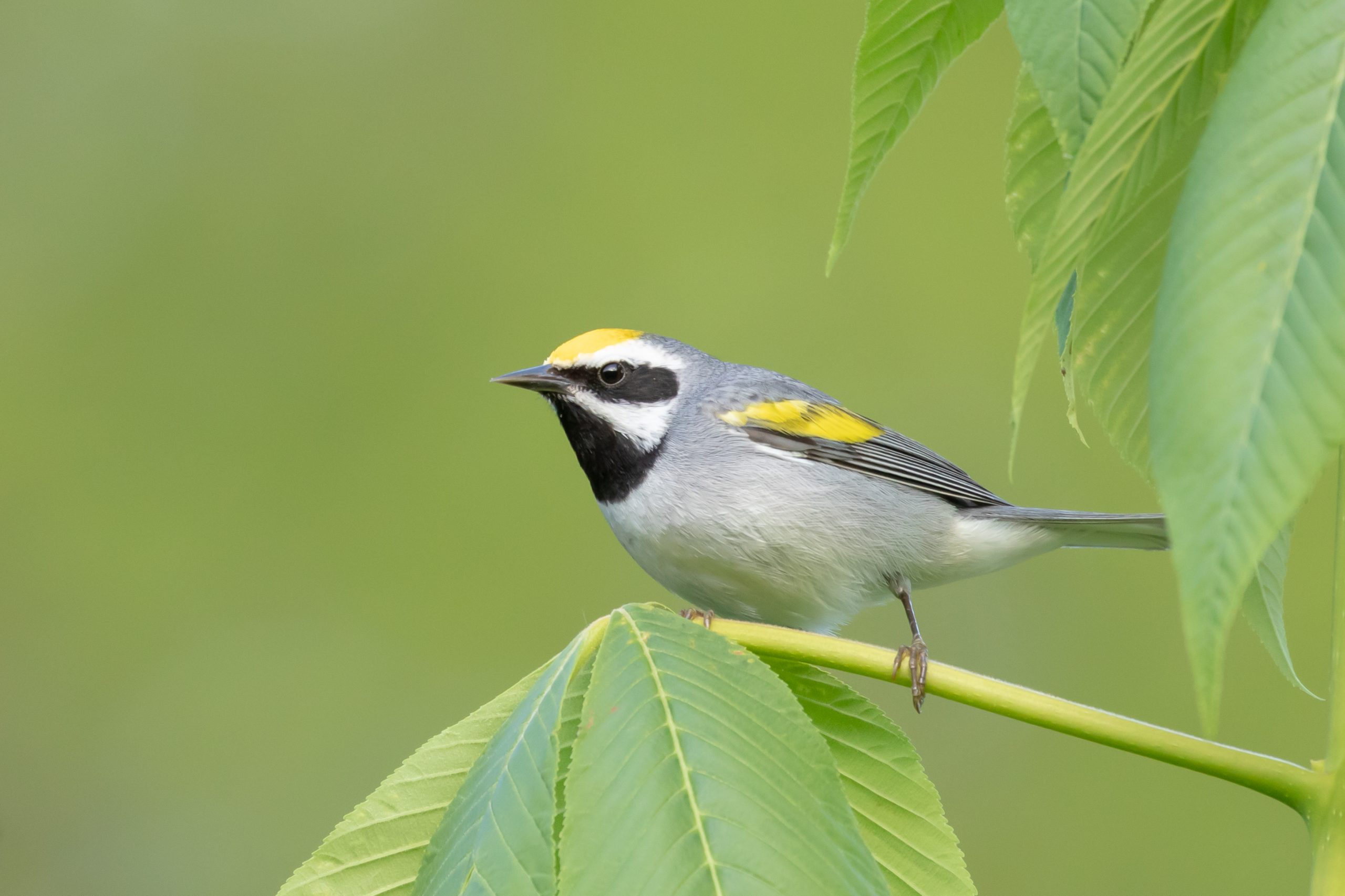 Golden-winged Warbler photo by David and Connie Irick