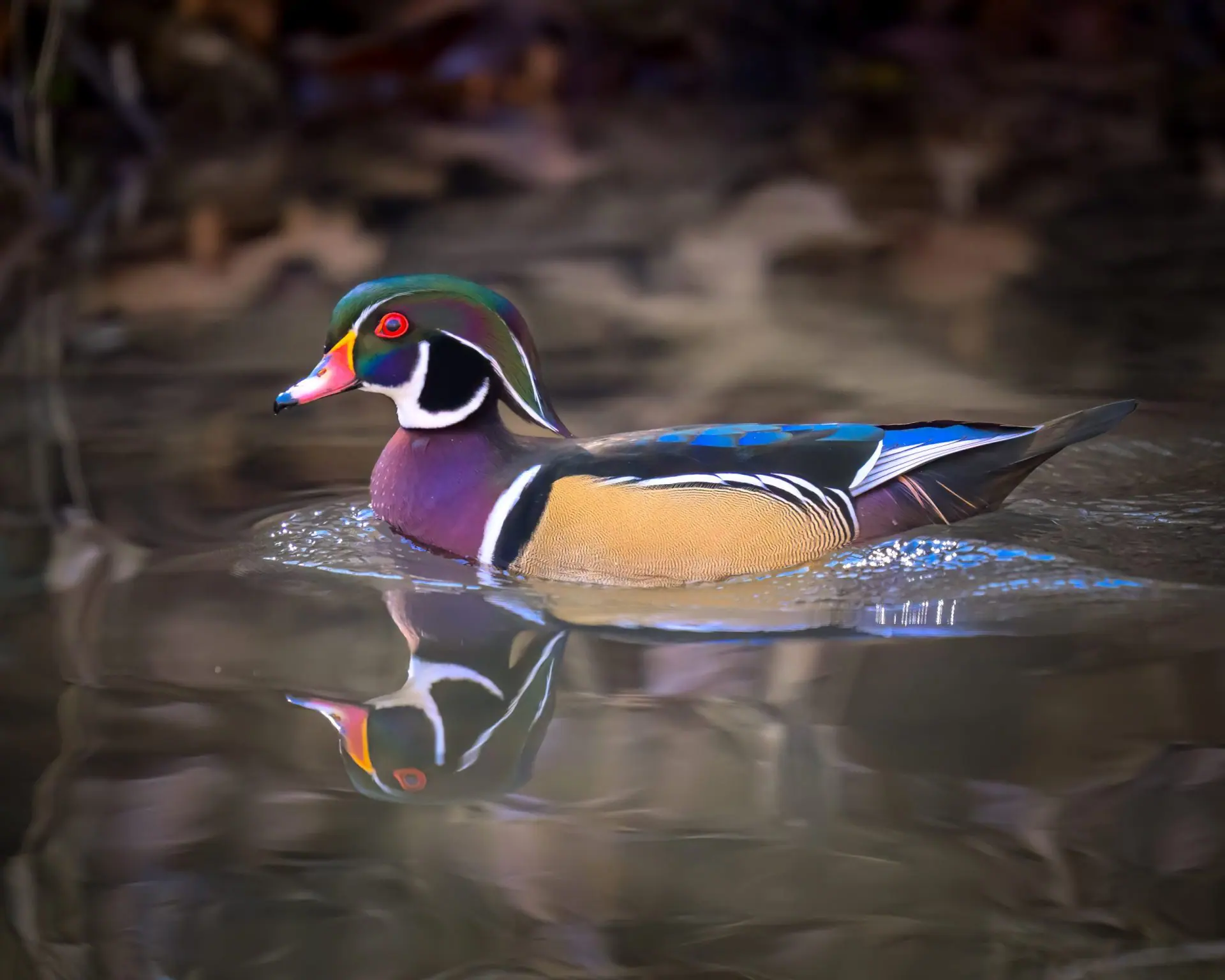 Wood Duck Wood Duck Photo by Belinda Bridwell
