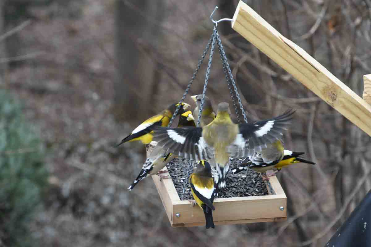 6 Evening Grosbeaks feeding at a tray of sunflower seeds