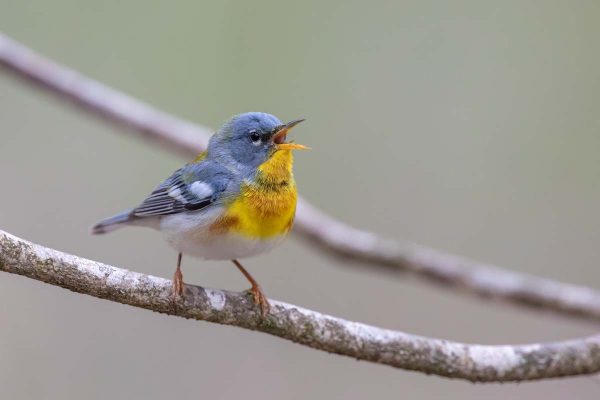 male Northern Parula warbler perched on a branch, singing