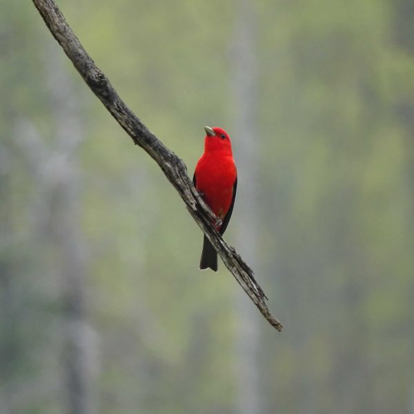 scarlet tanager on branch