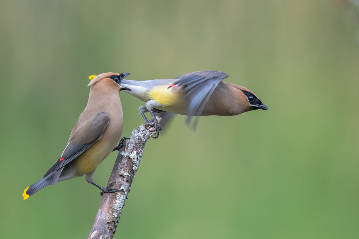 two colorful Cedar Waxwings on a branch, one of them taking flight
