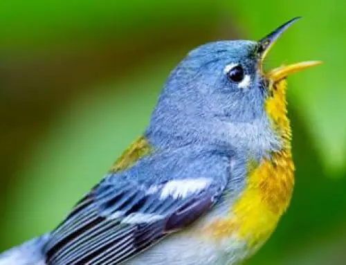 Bird Blitz and Banding Event in Chattanooga with the Lula Trust – October 12th, 2024