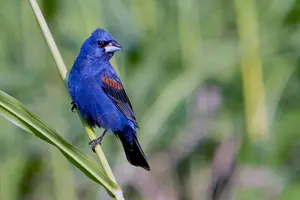 Cindy_May_BlueGrosbeak(m)_82124_sized