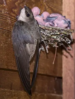 CHSW-perched-with-swiftlets-Greg-Lasley-1