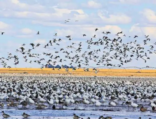 2025 GREAT BACKYARD BIRD COUNT – February 14-17