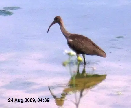 Immature_White_Ibis_sized