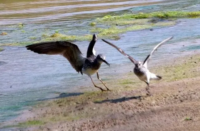 Shorebirds_PaddleCreek1_sized
