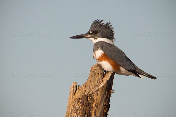 belted kingfisher_B13K1071