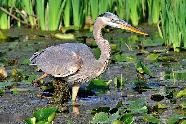 great blue heron 2